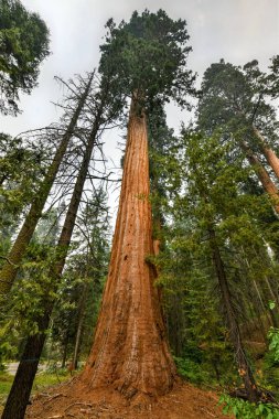 Sequoia Ulusal Parkı 'ndaki Big Trees Patikası dünyanın en büyük ağaçlarının olduğu yer, Kaliforniya, ABD