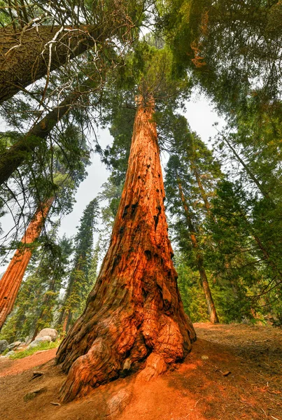 Sequoia Ulusal Parkı Ndaki Big Trees Patikası Dünyanın Büyük Ağaçlarının — Stok fotoğraf