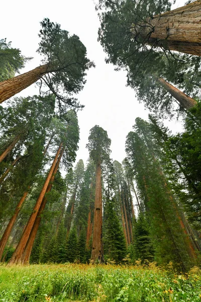 Big Trees Trail in Sequoia National Park where are the biggest trees of the world, California, USA