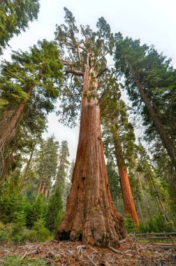 General Grant Grove 'dan Sequoia Ağacı, Krallar Kanyonu Ulusal Parkı' nın bir bölümü.