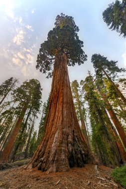 General Grant Grove 'dan Sequoia Ağacı, Krallar Kanyonu Ulusal Parkı' nın bir bölümü.