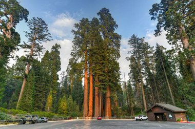 General Grant Grove 'dan Sequoia Ağacı, Krallar Kanyonu Ulusal Parkı' nın bir bölümü.