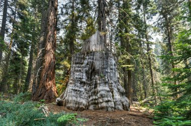 Kaliforniya 'daki Sequoia ve Kings Canyon Ulusal Parkı' ndaki Big Stump Grove..