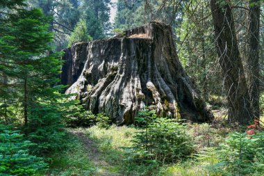 Kaliforniya 'daki Sequoia ve Kings Canyon Ulusal Parkı' ndaki Big Stump Grove..