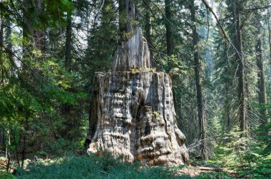 Kaliforniya 'daki Sequoia ve Kings Canyon Ulusal Parkı' ndaki Big Stump Grove..