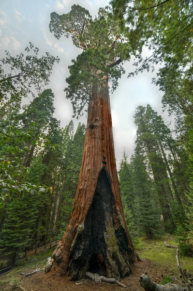 Sequoia Tree General Grant Grove Una Sección Del Parque Nacional — Foto de Stock