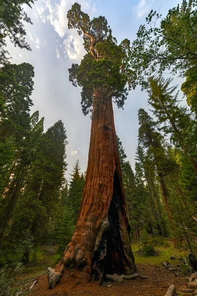 Sequoia Tree Από General Grant Grove Ένα Τμήμα Του Εθνικού — Φωτογραφία Αρχείου