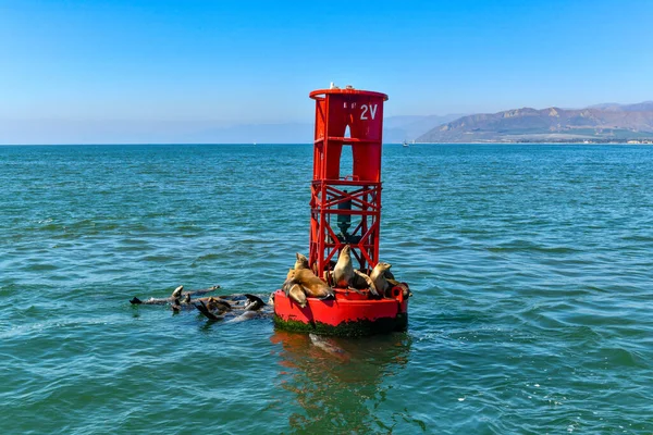 Seals Resting Sun Buoy Ventura California Channel Islands — Stock Photo, Image