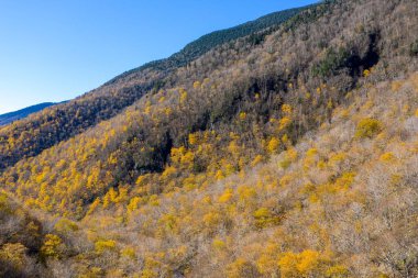 Kaçakçılar Notch, Vermont 'ta sonbahar yeşilliklerinin panoramik görünümü.