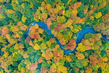 Panoramic view of peak fall foliage in Smugglers Notch, Vermont. clipart