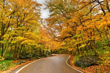 Kaçakçılar Notch, Vermont 'taki tepeden düşen yaprakların panoramik görünümü.