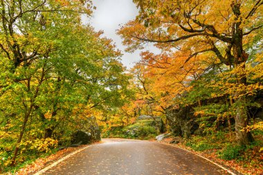 Kaçakçılar Notch, Vermont 'taki tepeden düşen yaprakların panoramik görünümü.