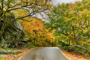 Kaçakçılar Notch, Vermont 'taki tepeden düşen yaprakların panoramik görünümü.