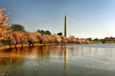Washington DC, ABD bahar mevsiminde Washington Anıtı ile birlikte gelgit havzasında.