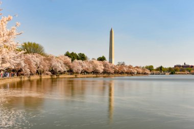 Washington DC, ABD bahar mevsiminde Washington Anıtı ile birlikte gelgit havzasında.