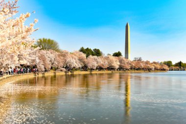 Washington DC, ABD bahar mevsiminde Washington Anıtı ile birlikte gelgit havzasında.