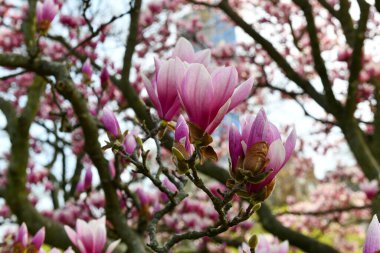 Manolya ağacı baharda New York City 'deki Central Park' taki Konservatuar Bahçesinde çiçek açıyor.