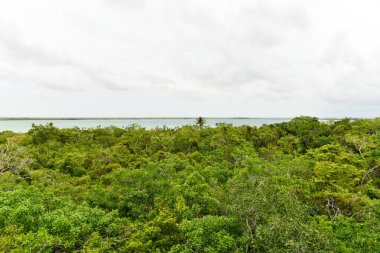 Biyosferin ağaç manzarası Sian Ka 'an, Quintana Roo, Meksika