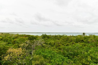 Biyosferin ağaç manzarası Sian Ka 'an, Quintana Roo, Meksika