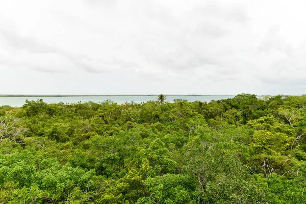 Vista Das Árvores Reserva Biosfera Sian Quintana Roo México — Fotografia de Stock