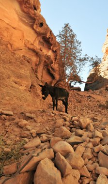 katır, petra, jordan 