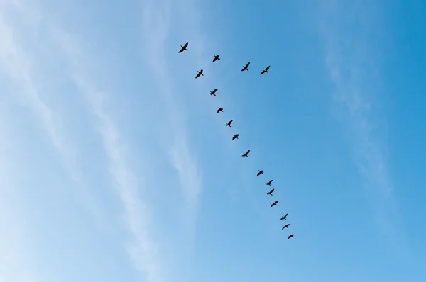 Grúas volando en una formación V — Foto de Stock