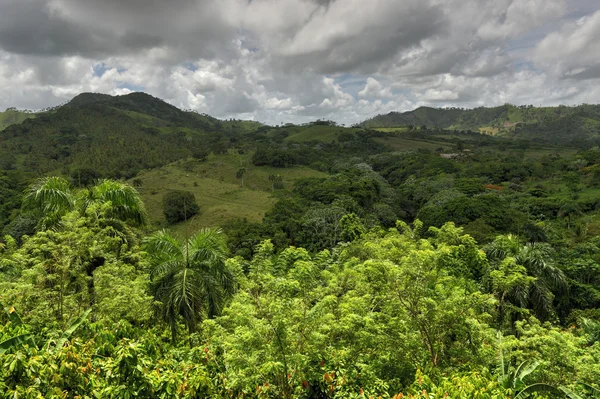 Тропічний ліс, Домініканська Республіка — стокове фото