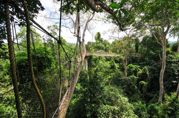 Canopy walkway van kakum nationaal park — Stockfoto