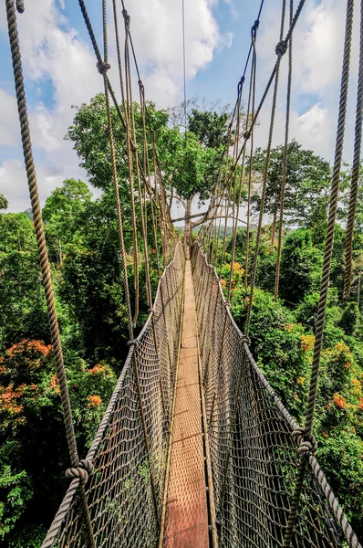 Lombkorona sétány kakum Nemzeti Park — Stock Fotó