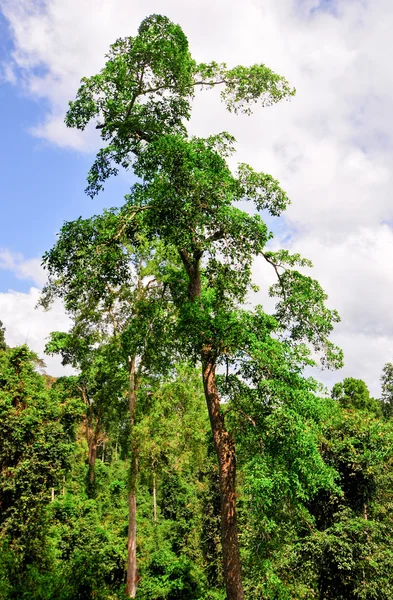 Tropical Forest of Kakum National Park, Ghana — Stock Photo, Image