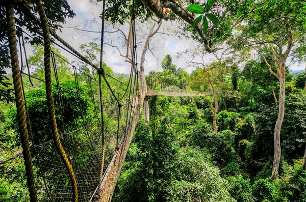 Caminhada de dossel do Parque Nacional Kakum — Fotografia de Stock