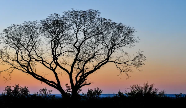 Африканское дерево на закате солнца, Замбия — стоковое фото