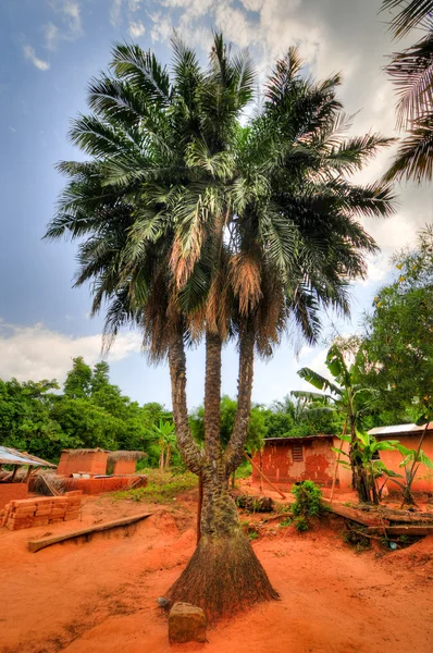 Tři svazkové Palm Tree, Ghana — Stock fotografie