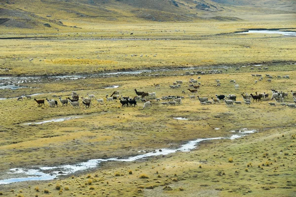 Vale Sagrado dos Incas. Cusco para Puno, Peru . — Fotografia de Stock