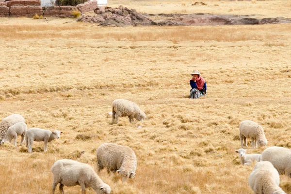 Пастир керуючий її стадо, Перу — стокове фото