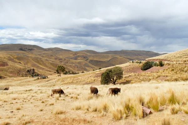 Ferme le long de la route Cusco-Puno, Pérou — Photo