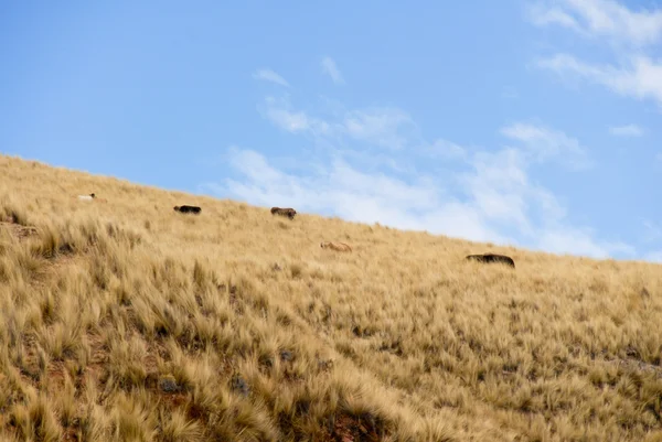 Görünüm boyunca Cusco-Puno, Peru — Stok fotoğraf