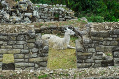 Lama Machu Picchu, Peru