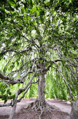 Büyük bir ağaç genişlik