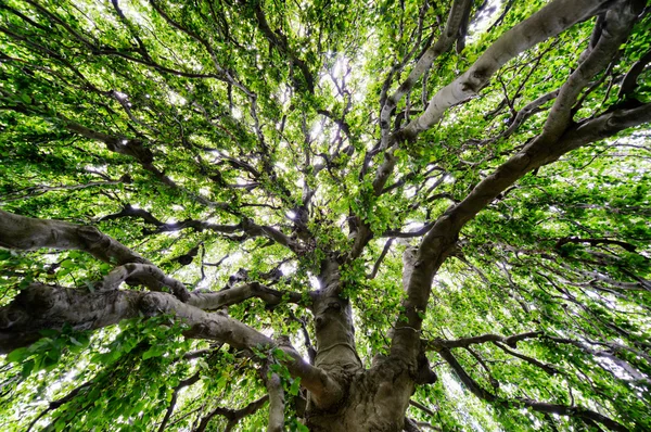 Agrandissement d'un grand arbre — Photo