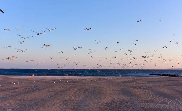 Seagulls Flying Over the Beach — Stock Photo, Image