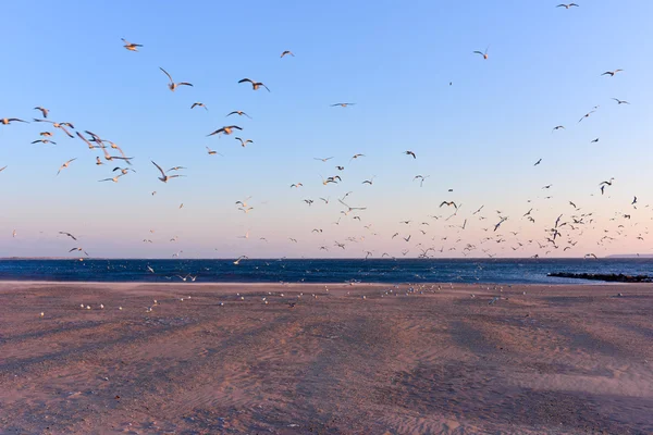 Möwen fliegen über den Strand — Stockfoto