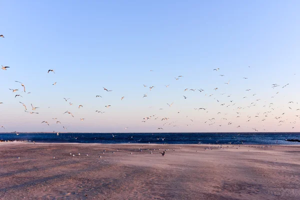 Γλάροι πετούν πάνω από την παραλία — Φωτογραφία Αρχείου