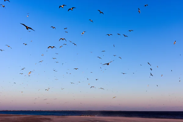 Seagulls Flying Over the Beach — Stock Photo, Image