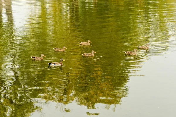 Lac et parc Onondaga — Photo