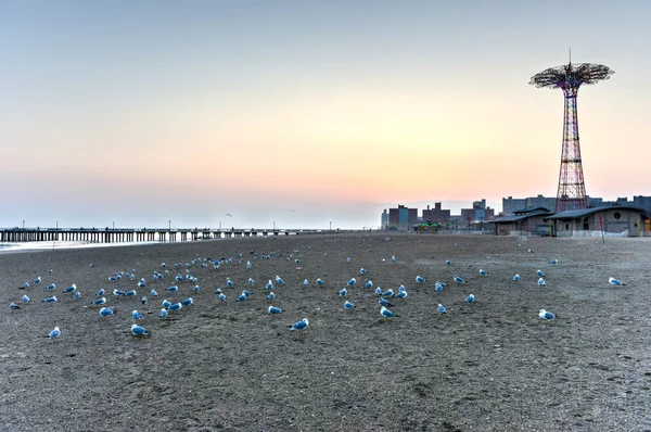 Martılar ile plaj — Stok fotoğraf