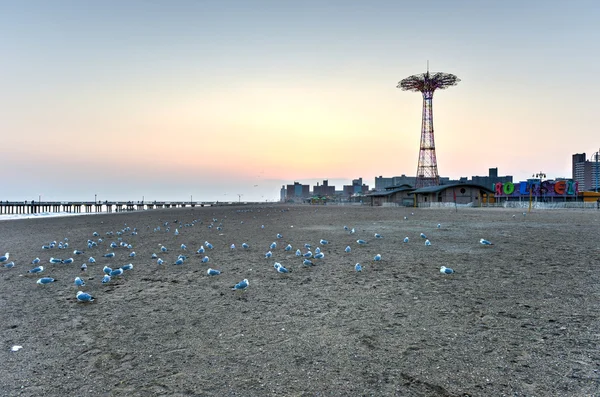 Beach with Seagulls — Stock Photo, Image