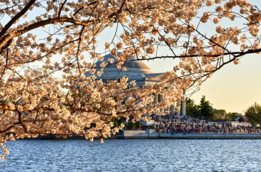 Cherry Blossom Festivali - Washington, DC.