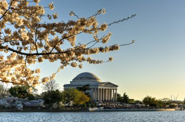Cherry Blossom Festivali - Washington, DC.