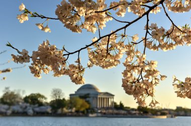 Cherry Blossom Festivali - Washington, DC.